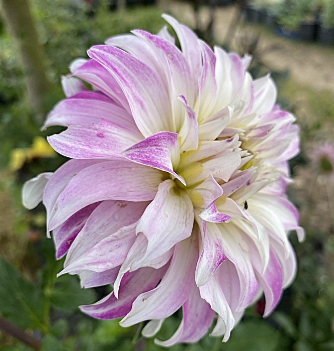 Dahlia Pink Petticoat